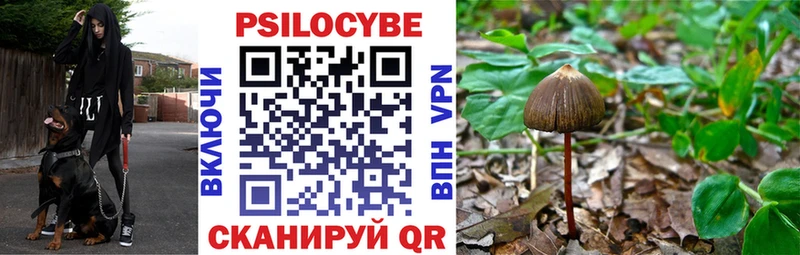 Купить где  Боровичи  Галлюциногенные грибы Psilocybine cubensis 